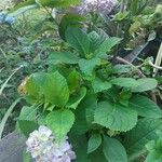 Hydrangea spp.फूल