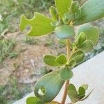 Portulaca oleraceaLeht