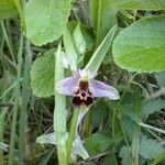 Ophrys fuciflora മറ്റ്