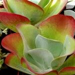 Kalanchoe tetraphylla 葉