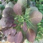 Cotinus coggygria Лист