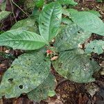 Psychotria globosa Hábito