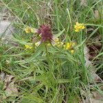 Melampyrum cristatum Агульны выгляд