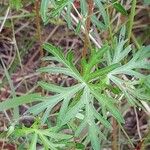 Geranium columbinum Blatt