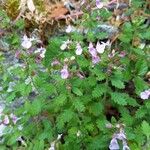 Teucrium chamaedrys (Habit)
