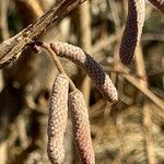 Corylus avellanaMuu