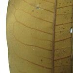 Iryanthera hostmannii Other