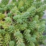 Sedum hispanicum Blatt