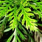 Euryops pectinatus Folio