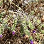 Echium arenarium Leaf