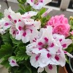 Pelargonium grandiflorum फूल