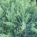 Suaeda linearis Hoja