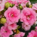 Kalanchoe crenata Flower