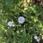 Succisella inflexa 花