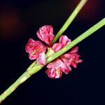 Eriogonum luteolum Kvet
