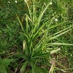 Kniphofia uvariaЛіст