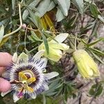 Passiflora caeruleaЦвят