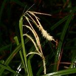 Carex perraudieriana Otro