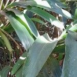 Hedychium coronarium Blatt