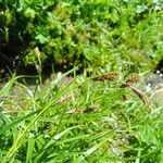 Carex frigida Fula