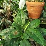 Spathiphyllum phryniifolium Celota