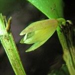 Octomeria graminifolia 樹皮