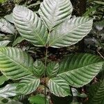 Leea guineensis पत्ता