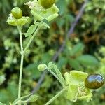 Silene baccifera Φύλλο