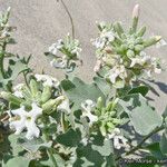 Dithyrea californica Агульны выгляд