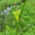 Carex retrorsa ᱵᱟᱦᱟ