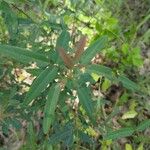 Desmodium paniculatum Leaf