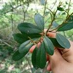 Guioa semiglauca Leaf