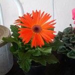 Gerbera jamesonii花