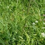 Cirsium rivulare Mosusu