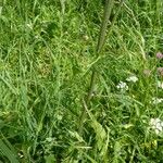 Cirsium rivulare Altres