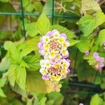 Lantana camaraKwiat