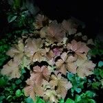 Heuchera sanguineaFolla