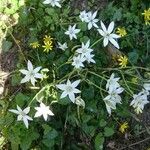 Ornithogalum umbellatumBlomma