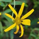 Buphthalmum salicifoliumFlower