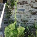 Ferula communis Συνήθη χαρακτηριστικά