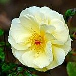 Rosa xanthina Çiçek