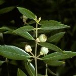 Atherosperma moschatum Meyve