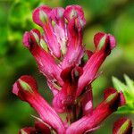 Fumaria officinalis Flower