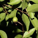 Psidium sartorianum Fruit