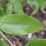 Camellia sinensis Leaf