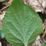 Viola x scabra その他の提案