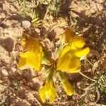 Hippocrepis scorpioides Çiçek