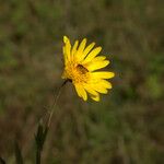 Tragopogon orientalis Bloem