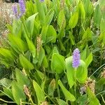 Pontederia cordata Likasa