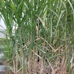 Miscanthus × longiberbis Blad